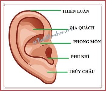 5 bộ vị của tai